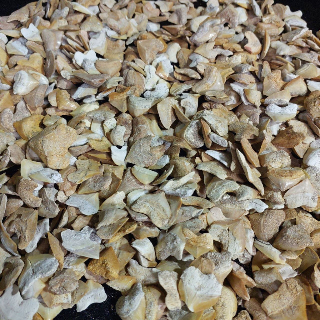 Bulk Squalicorax Fossil Teeth – AD-12685 - PaleoDeserts