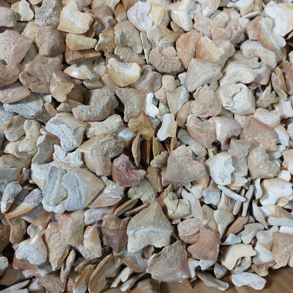 Bulk Squalicorax Fossil Teeth – AD-12685 - PaleoDeserts