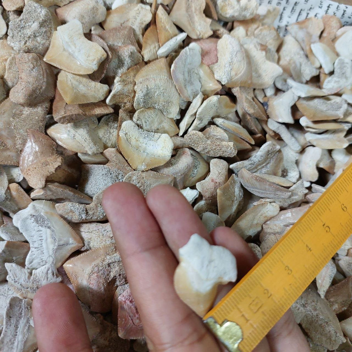 Bulk Squalicorax Fossil Teeth – AD-12685 - PaleoDeserts