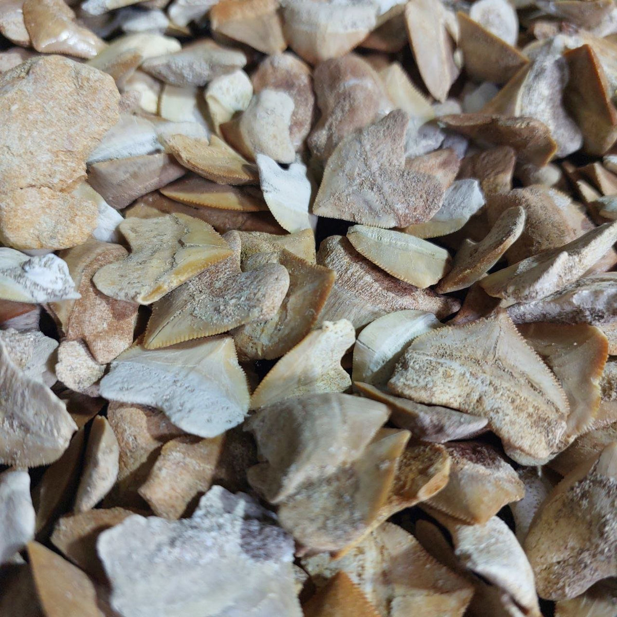 Bulk Squalicorax Fossil Teeth – AD-12685 - PaleoDeserts