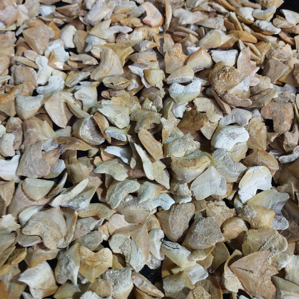 Bulk Squalicorax Fossil Teeth – AD-12685 - PaleoDeserts