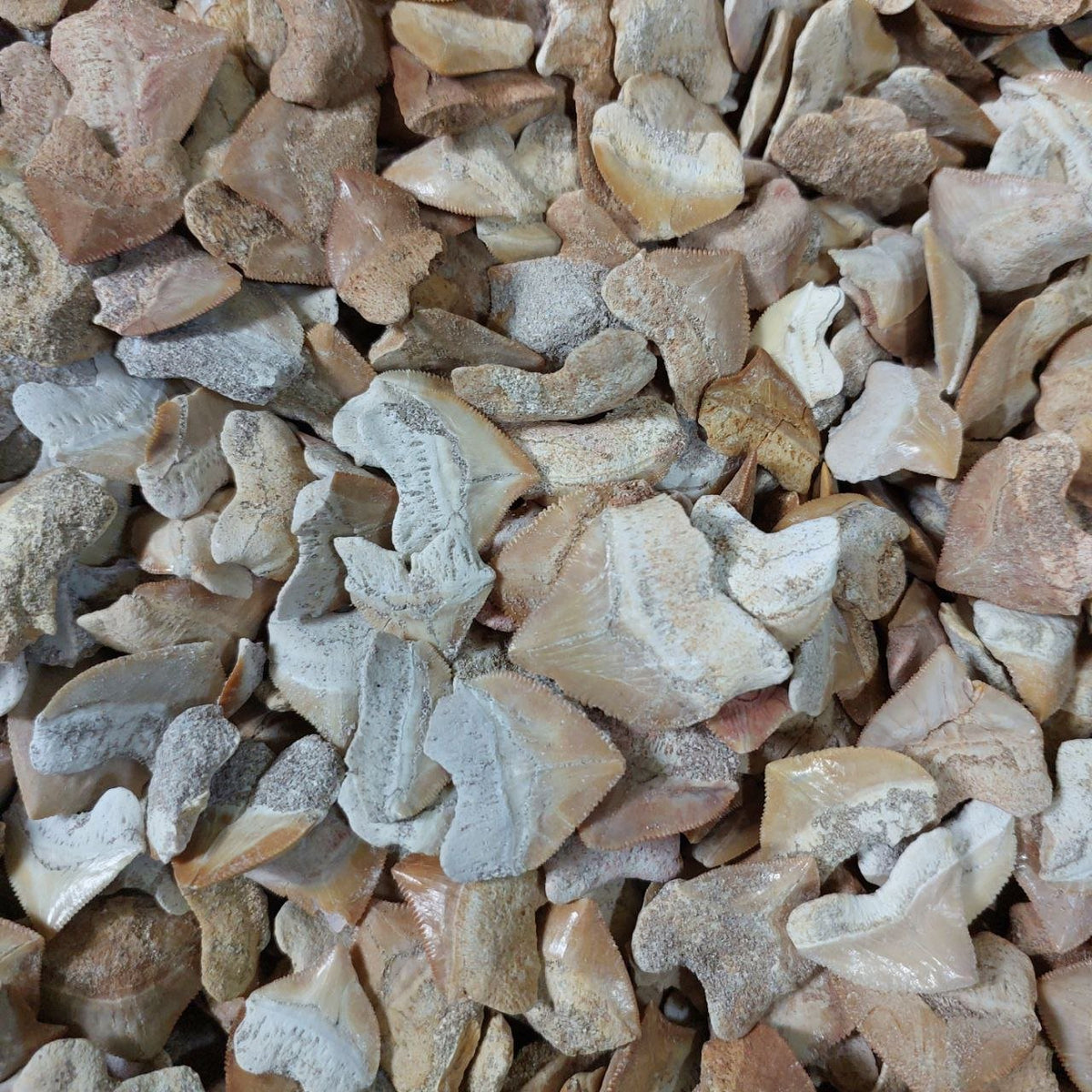 Bulk Squalicorax kaupi Fossil Teeth – AD-12672 - PaleoDeserts