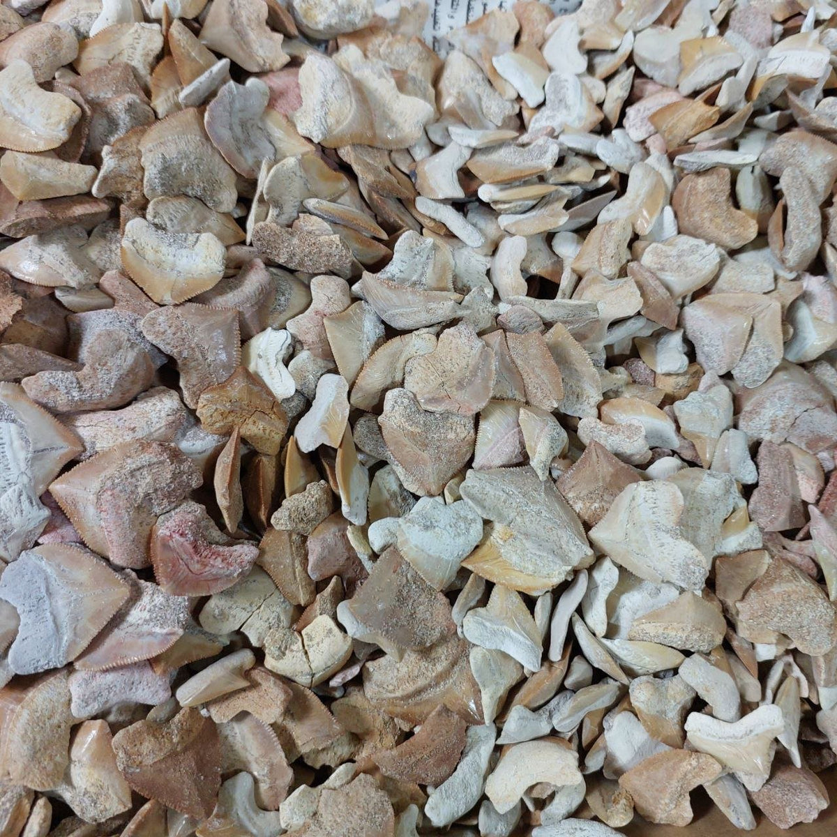 Bulk Squalicorax kaupi Fossil Teeth – AD-12672 - PaleoDeserts
