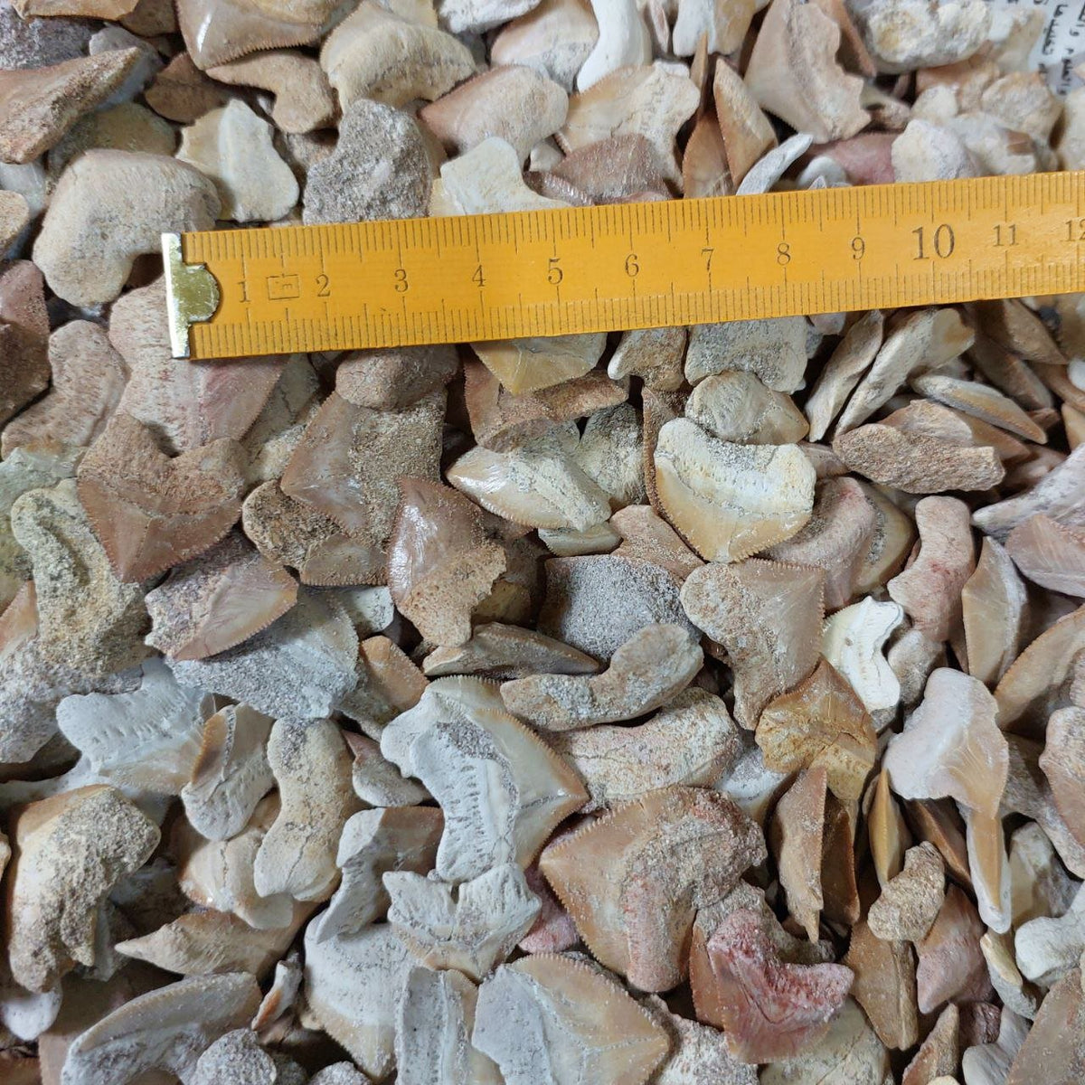 Bulk Squalicorax kaupi Fossil Teeth – AD-12672 - PaleoDeserts