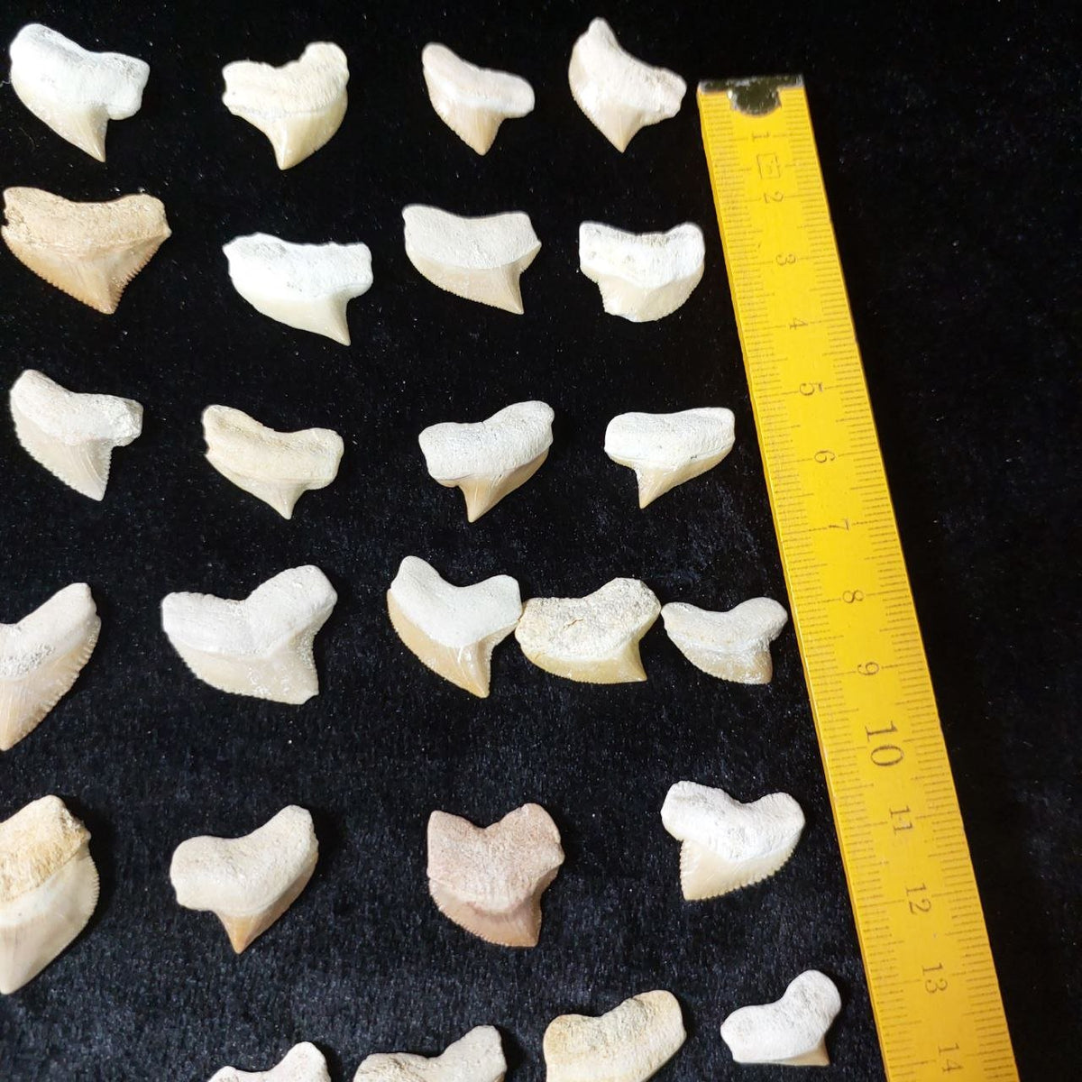 Bulk Squalicorax kaupi Fossil Teeth – AD-12672 - PaleoDeserts
