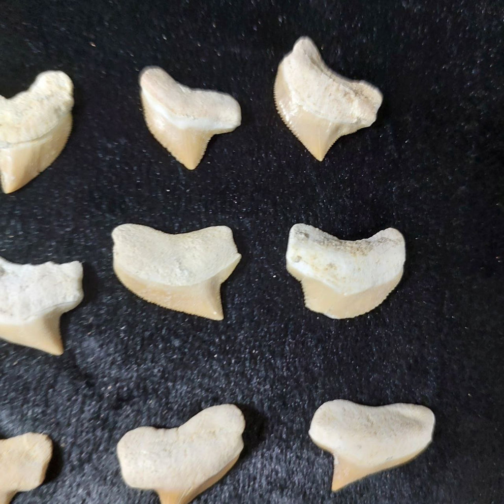 Bulk Squalicorax kaupi Fossil Teeth – AD-12672 - PaleoDeserts