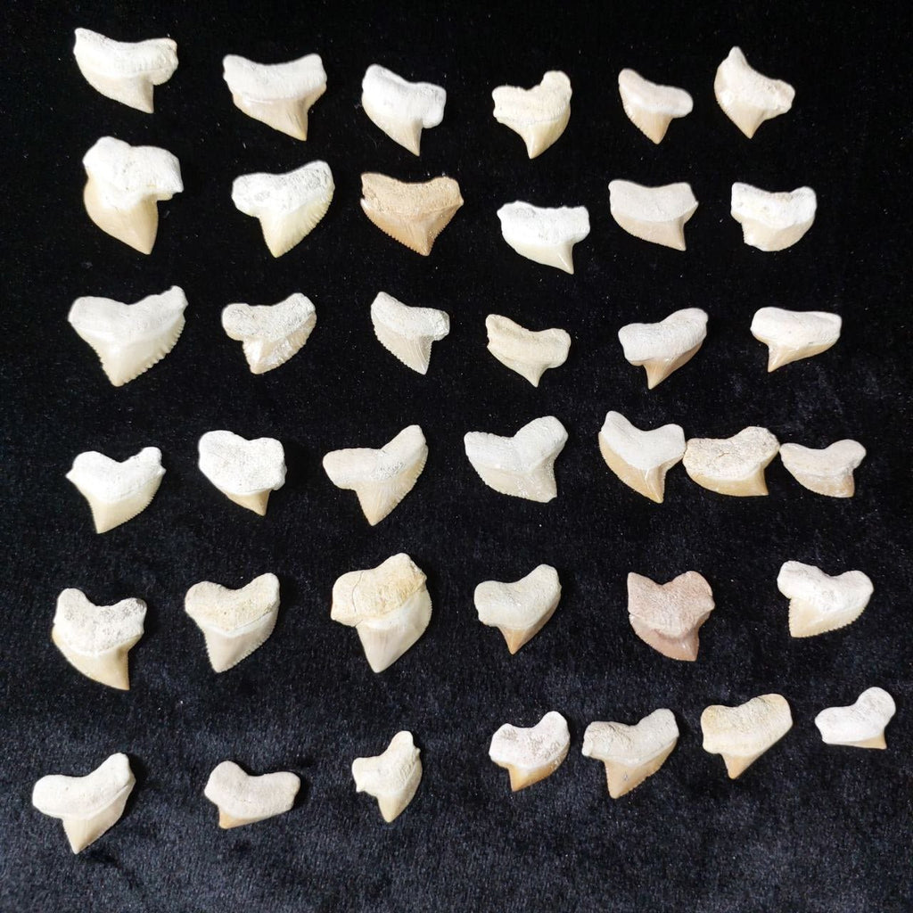 Bulk Squalicorax kaupi Fossil Teeth – AD-12672 - PaleoDeserts