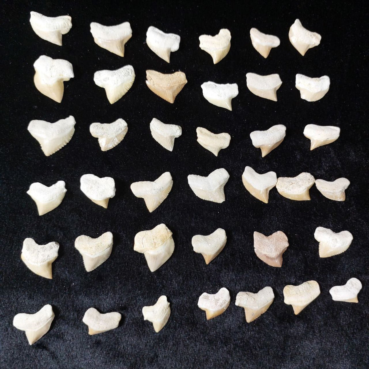 Bulk Squalicorax kaupi Fossil Teeth – AD-12672 - PaleoDeserts