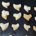 Bulk Squalicorax kaupi Fossil Teeth – AD-12672 - PaleoDeserts