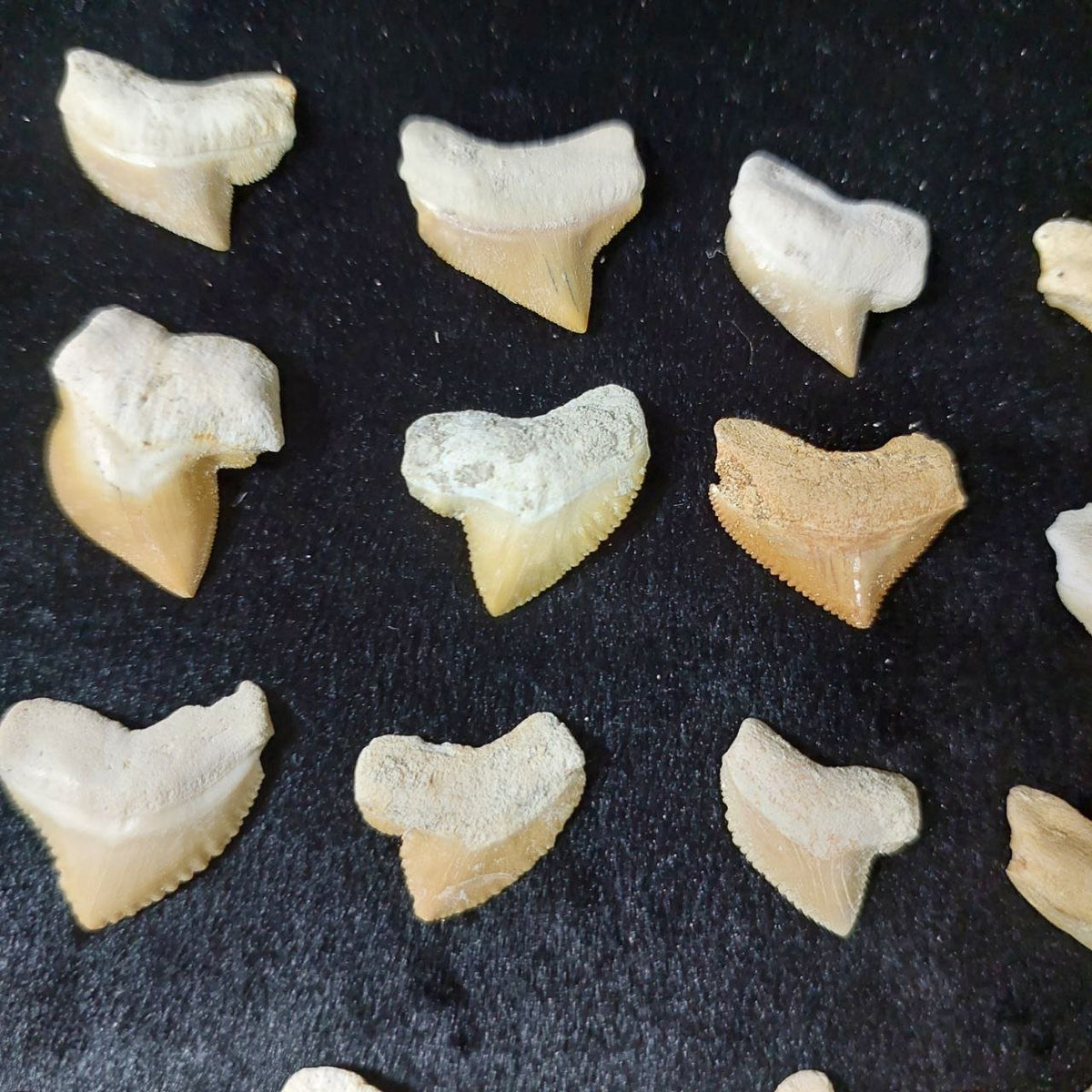 Bulk Squalicorax kaupi Fossil Teeth – AD-12672 - PaleoDeserts