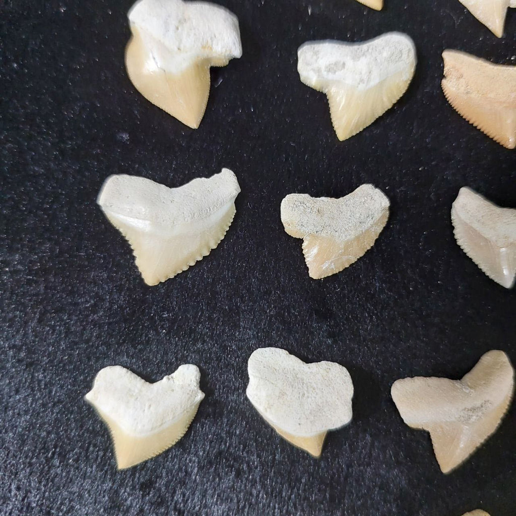 Bulk Squalicorax kaupi Fossil Teeth – AD-12672 - PaleoDeserts
