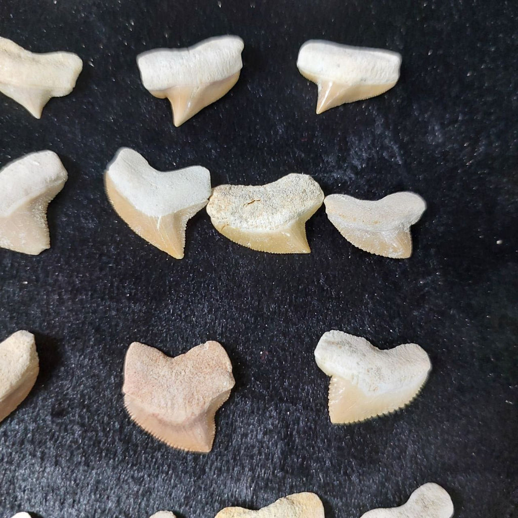 Bulk Squalicorax kaupi Fossil Teeth – AD-12672 - PaleoDeserts