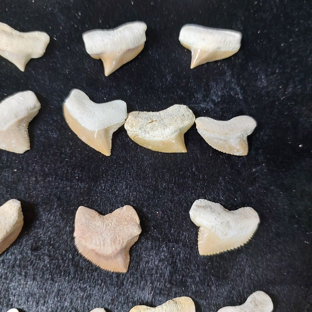 Bulk Squalicorax kaupi Fossil Teeth – AD-12672 - PaleoDeserts