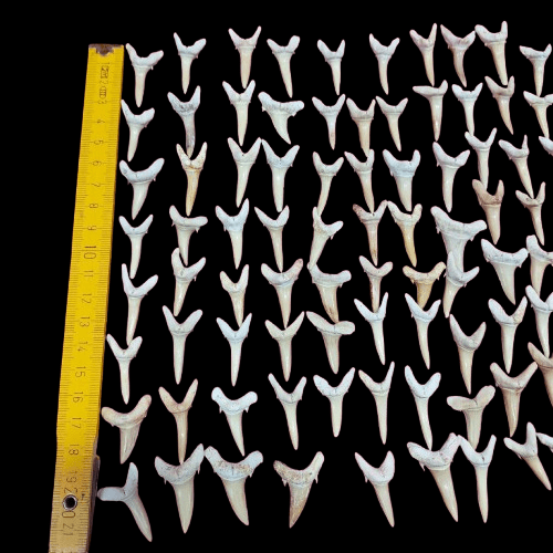 Bulk Striatolamia Fossil Teeth – AD-12773 - PaleoDeserts