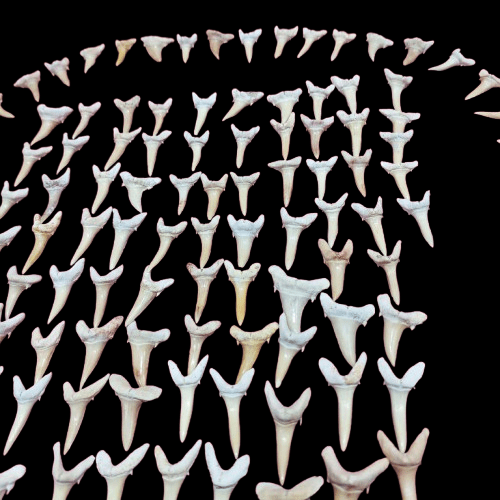 Bulk Striatolamia Fossil Teeth – AD-12773 - PaleoDeserts