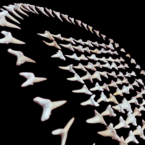 Bulk Striatolamia Fossil Teeth – AD-12773 - PaleoDeserts