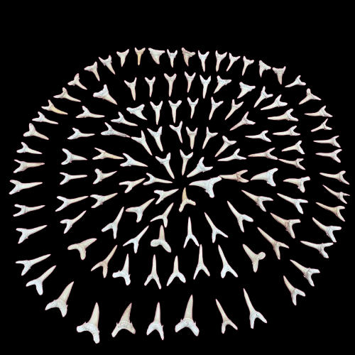 Bulk Striatolamia Fossil Teeth – AD-12773 - PaleoDeserts