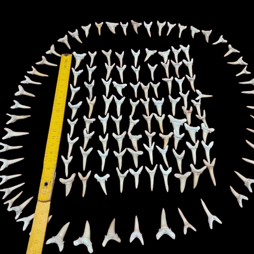 Bulk Striatolamia Fossil Teeth – AD-12773 - PaleoDeserts