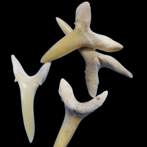 Bulk Striatolamia Fossil Teeth – AD-12773 - PaleoDeserts