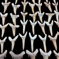 Bulk Striatolamia Fossil Teeth – AD-12773 - PaleoDeserts