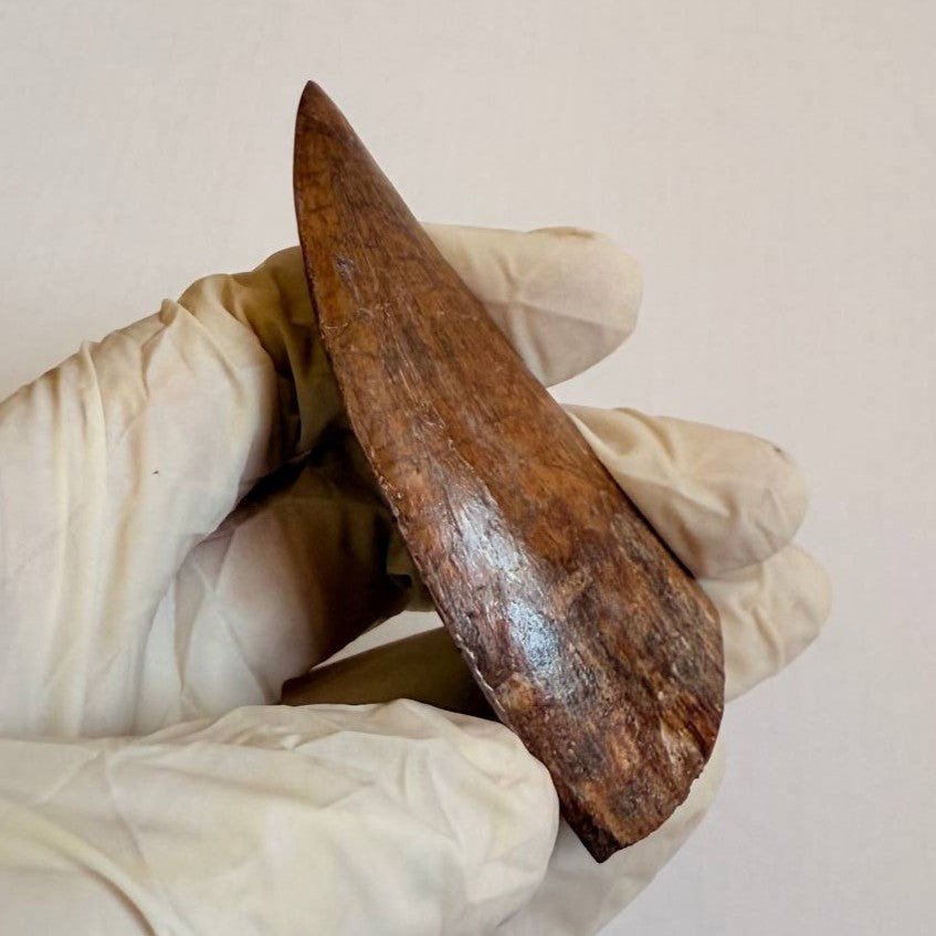 Carcharodontosaurus Fossil Tooth, 8 cm – AD-17009 - PaleoDeserts