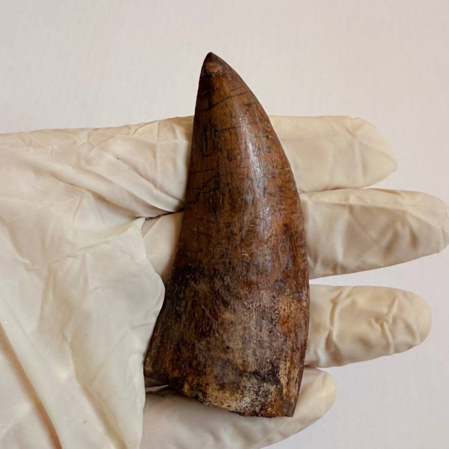 Carcharodontosaurus Fossil Tooth, 8 cm – AD-17009 - PaleoDeserts