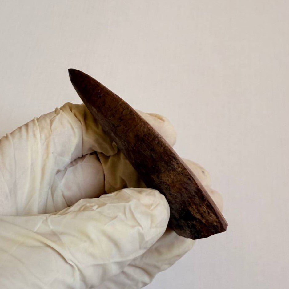 Carcharodontosaurus Fossil Tooth, 8 cm – AD-17009 - PaleoDeserts