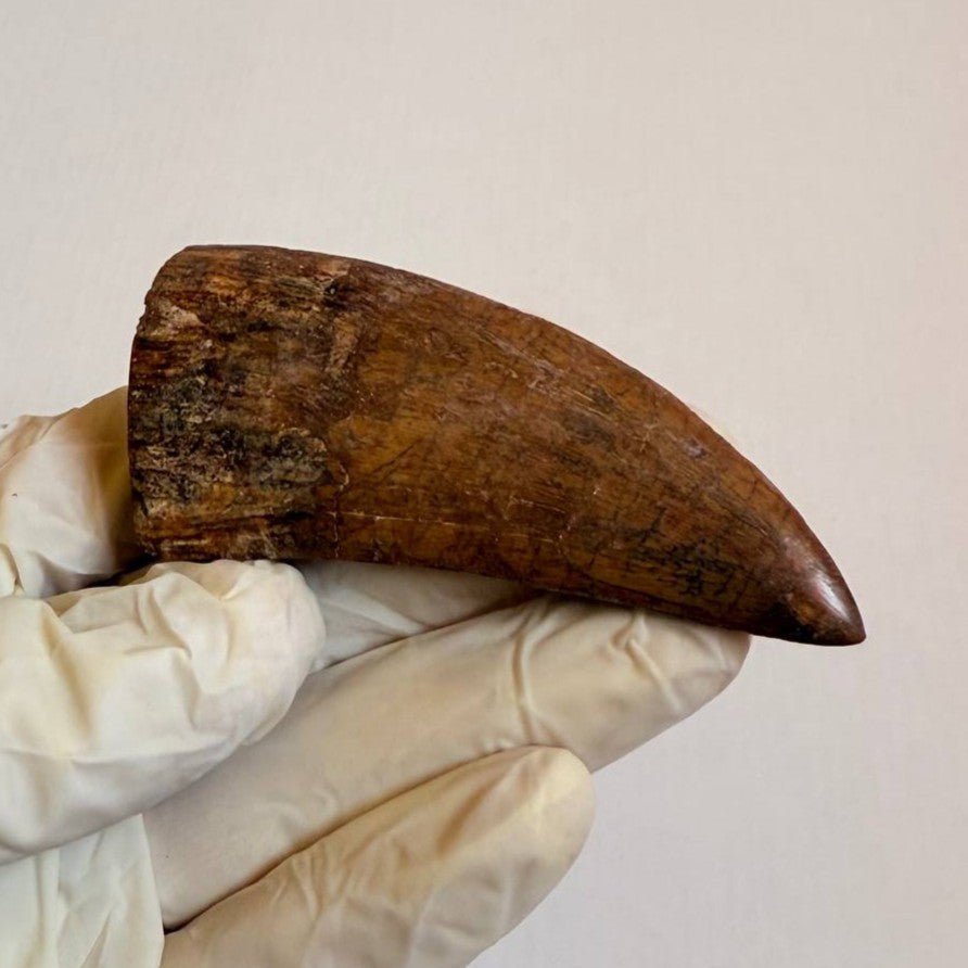 Carcharodontosaurus Fossil Tooth, 8 cm – AD-17009 - PaleoDeserts