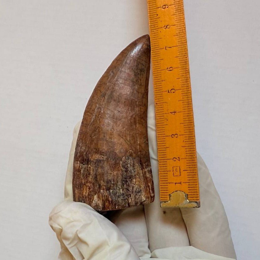 Carcharodontosaurus Fossil Tooth, 8 cm – AD-17009 - PaleoDeserts