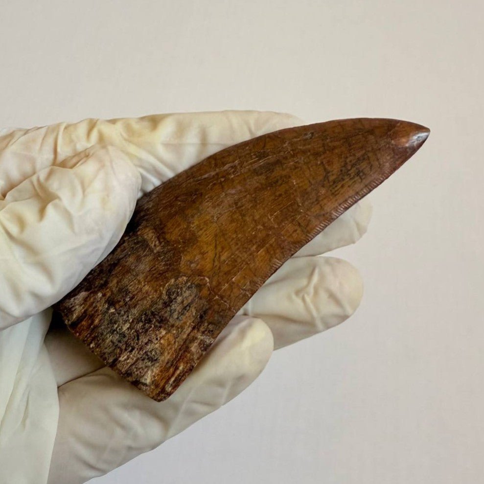 Carcharodontosaurus Fossil Tooth, 8 cm – AD-17009 - PaleoDeserts