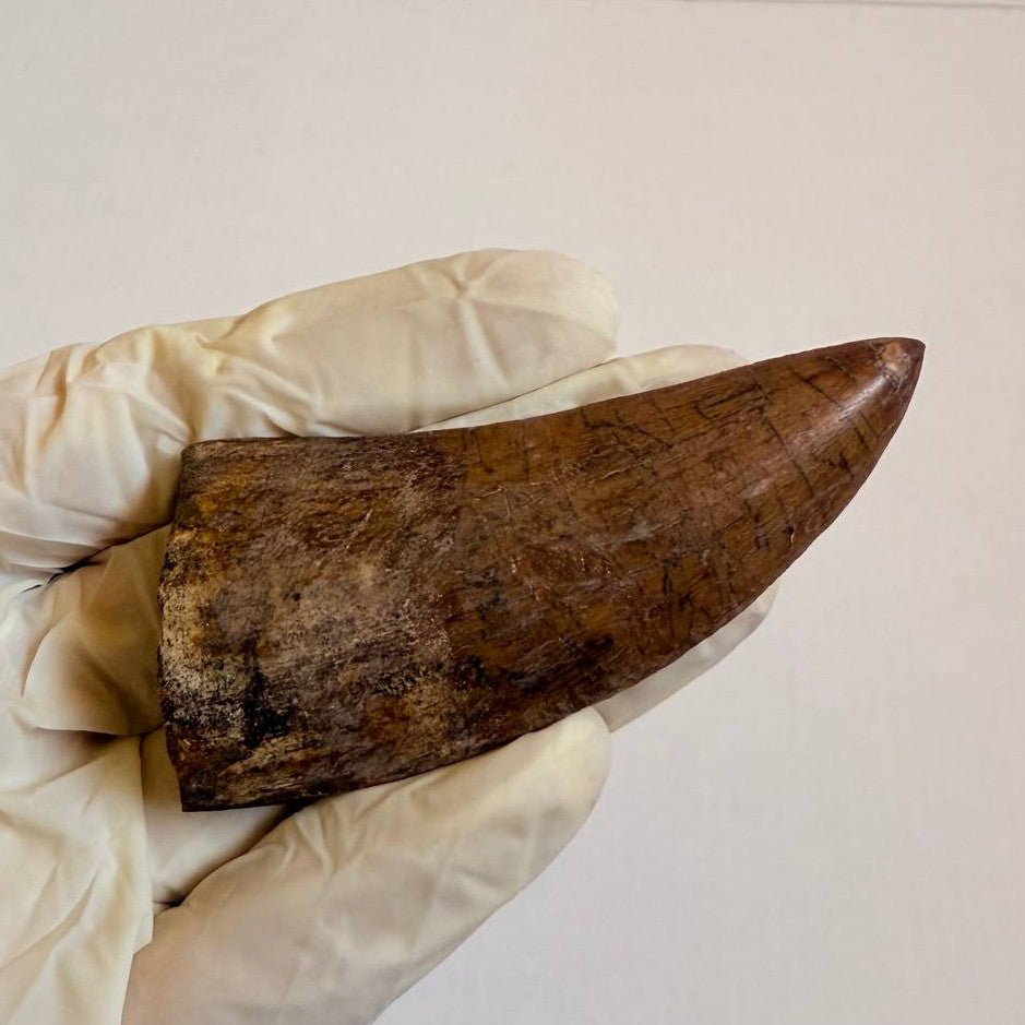 Carcharodontosaurus Fossil Tooth, 8 cm – AD-17009 - PaleoDeserts