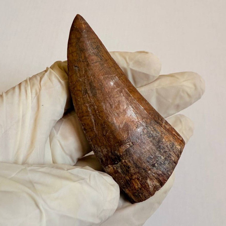 Carcharodontosaurus Fossil Tooth, 8 cm – AD-17009 - PaleoDeserts