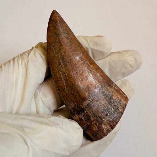 Carcharodontosaurus Fossil Tooth, 8 cm – AD-17009 - PaleoDeserts