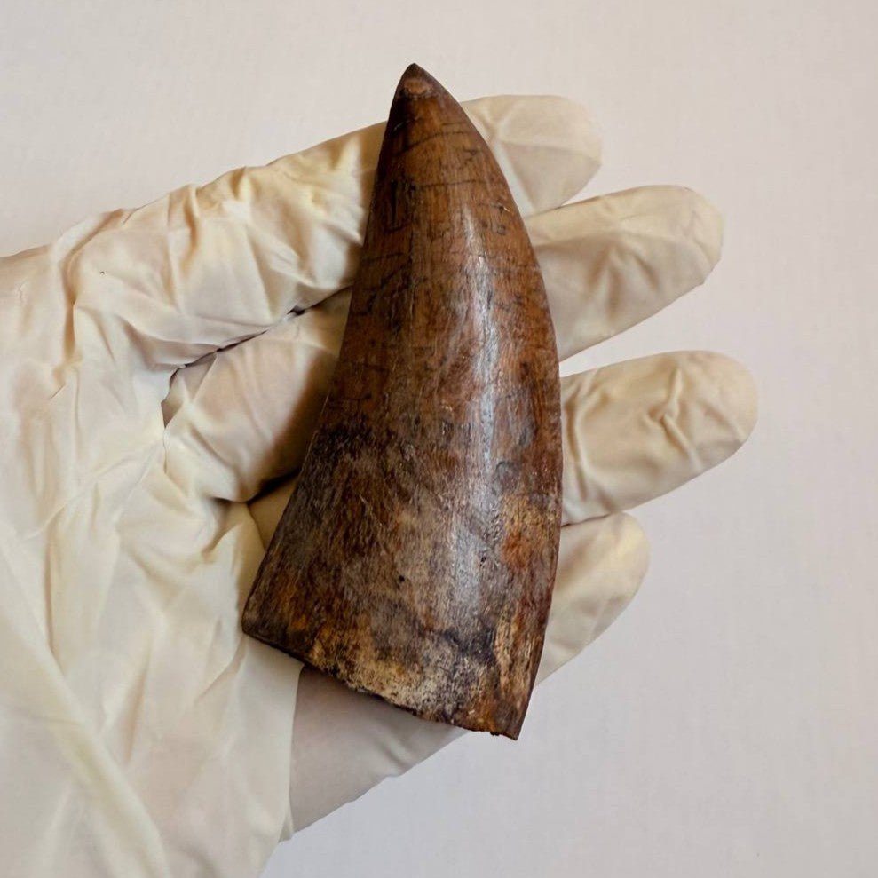 Carcharodontosaurus Fossil Tooth, 8 cm – AD-17009 - PaleoDeserts