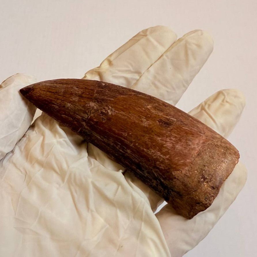 Carcharodontosaurus Fossil Tooth, 9 cm – AD-16998 - PaleoDeserts