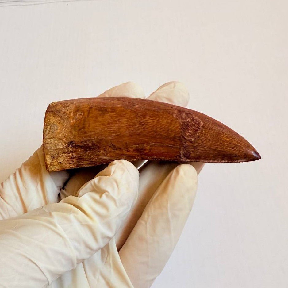 Carcharodontosaurus Fossil Tooth, 9 cm – AD-16998 - PaleoDeserts