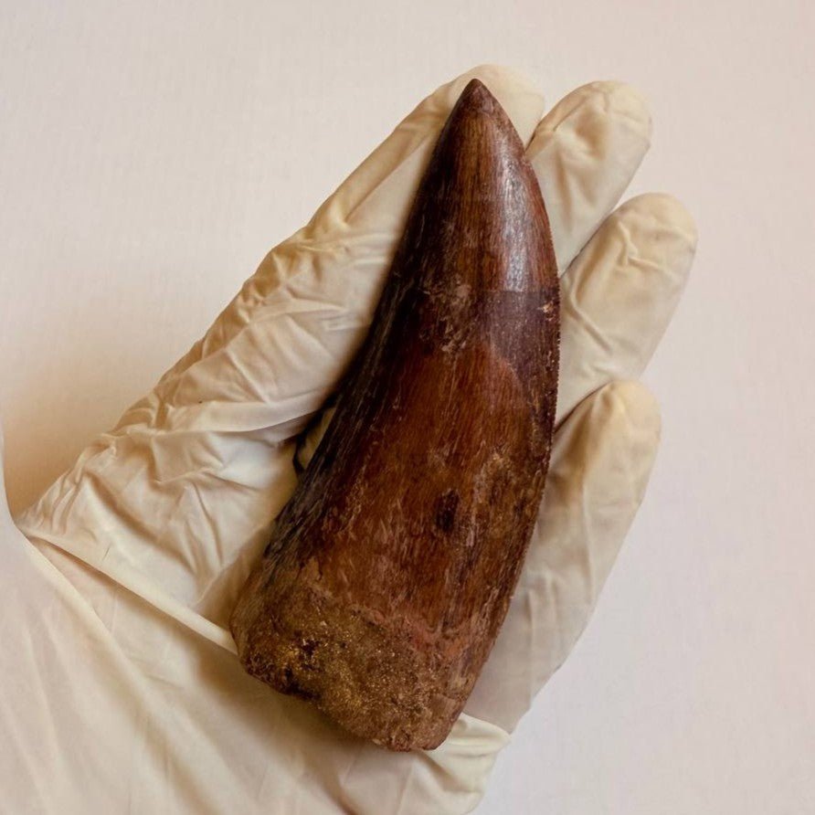 Carcharodontosaurus Fossil Tooth, 9 cm – AD-16998 - PaleoDeserts