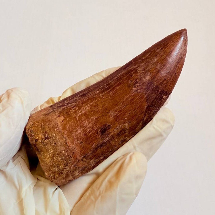 Carcharodontosaurus Fossil Tooth, 9 cm – AD-16998 - PaleoDeserts