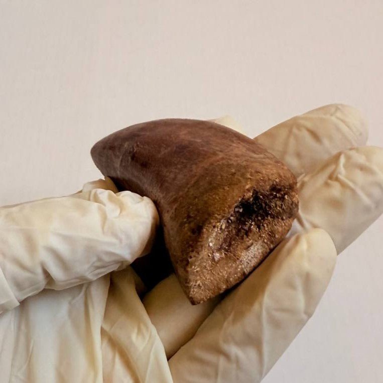 Carcharodontosaurus Fossil Tooth, 9 cm – AD-16998 - PaleoDeserts