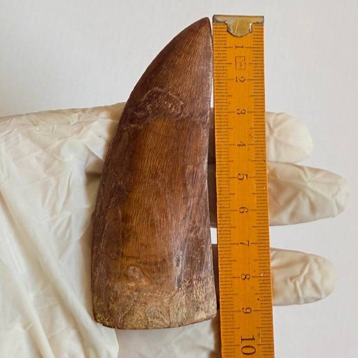 Carcharodontosaurus Fossil Tooth, 9 cm – AD-16998 - PaleoDeserts