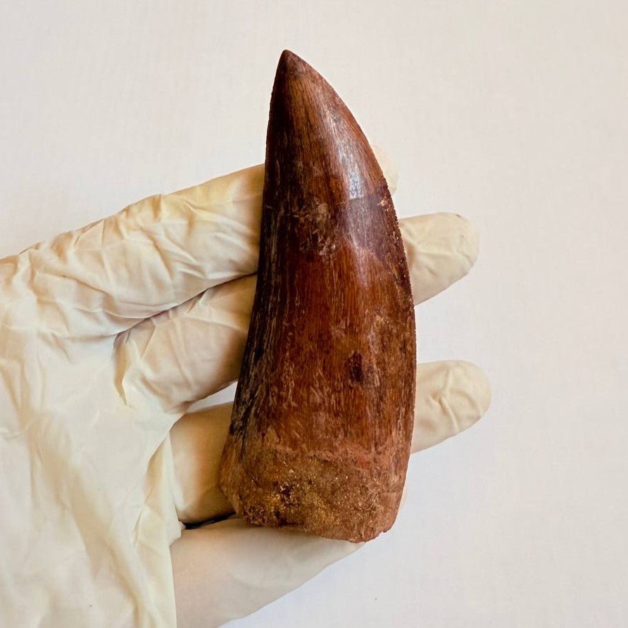 Carcharodontosaurus Fossil Tooth, 9 cm – AD-16998 - PaleoDeserts