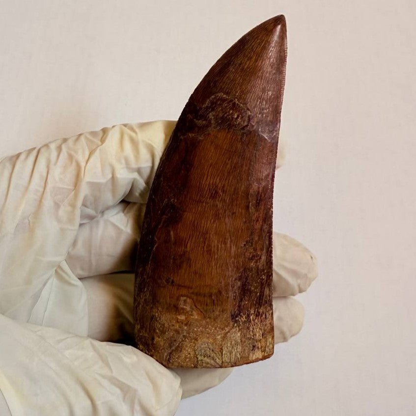 Carcharodontosaurus Fossil Tooth, 9 cm – AD-16998 - PaleoDeserts