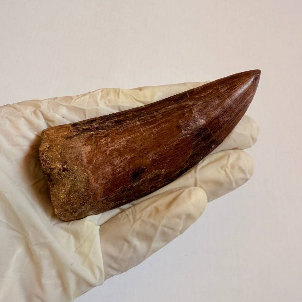 Carcharodontosaurus Fossil Tooth, 9 cm – AD-16998 - PaleoDeserts