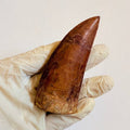 Carcharodontosaurus Fossil Tooth, 9 cm – AD-16998 - PaleoDeserts