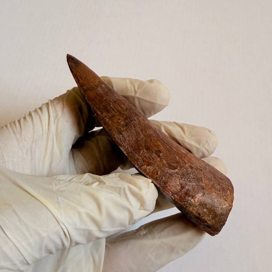 Carcharodontosaurus Fossil Tooth, 9.5 cm – AD-17019 - PaleoDeserts
