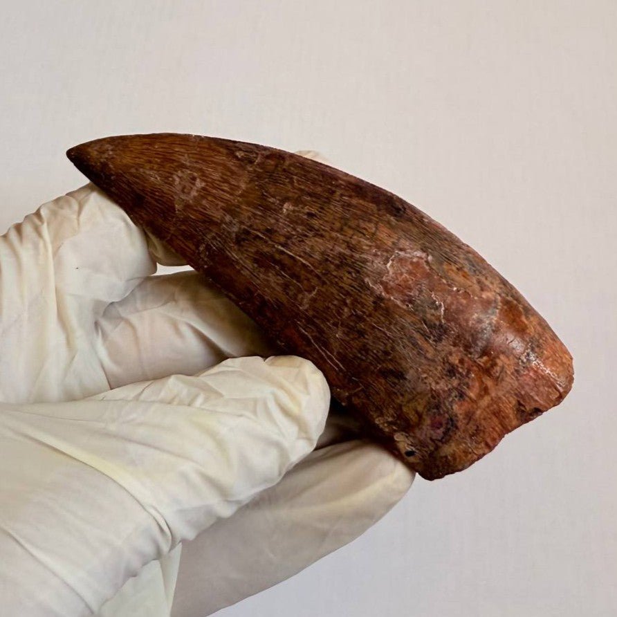 Carcharodontosaurus Fossil Tooth, 9.5 cm – AD-17019 - PaleoDeserts