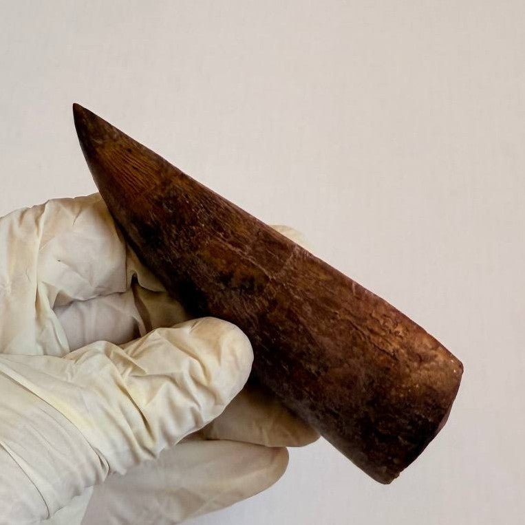 Carcharodontosaurus Fossil Tooth, 9.5 cm – AD-17019 - PaleoDeserts
