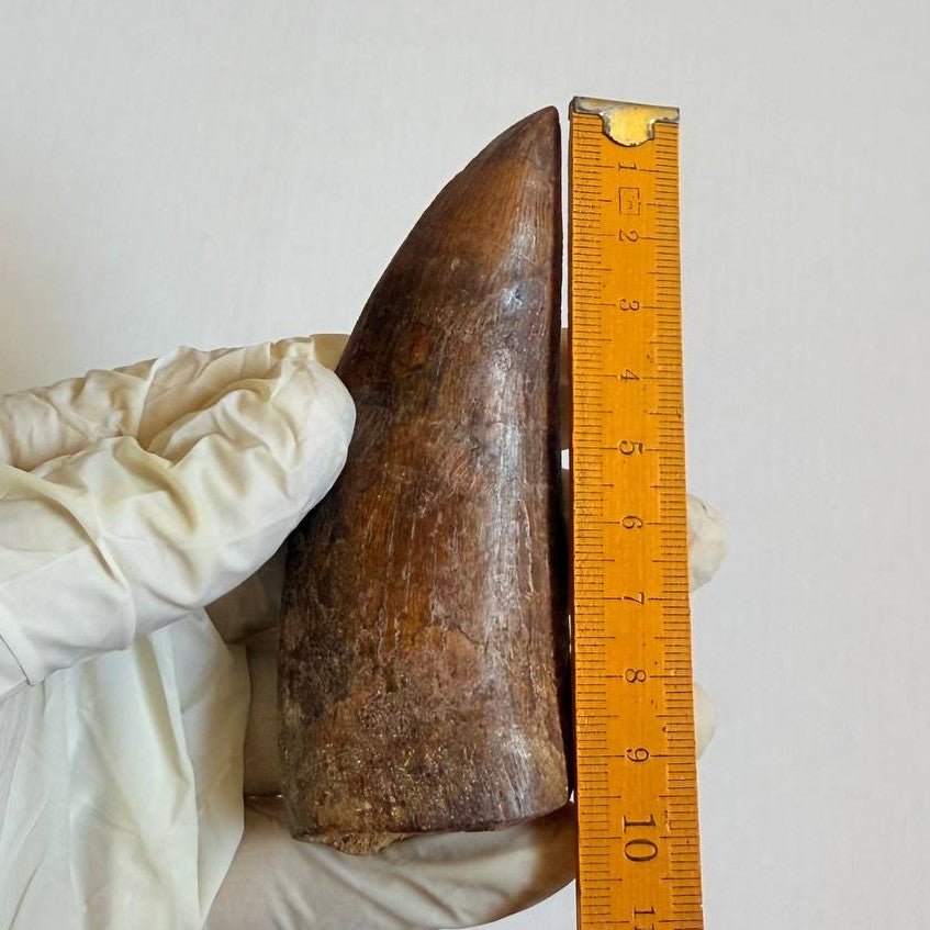 Carcharodontosaurus Fossil Tooth, 9.5 cm – AD-17019 - PaleoDeserts