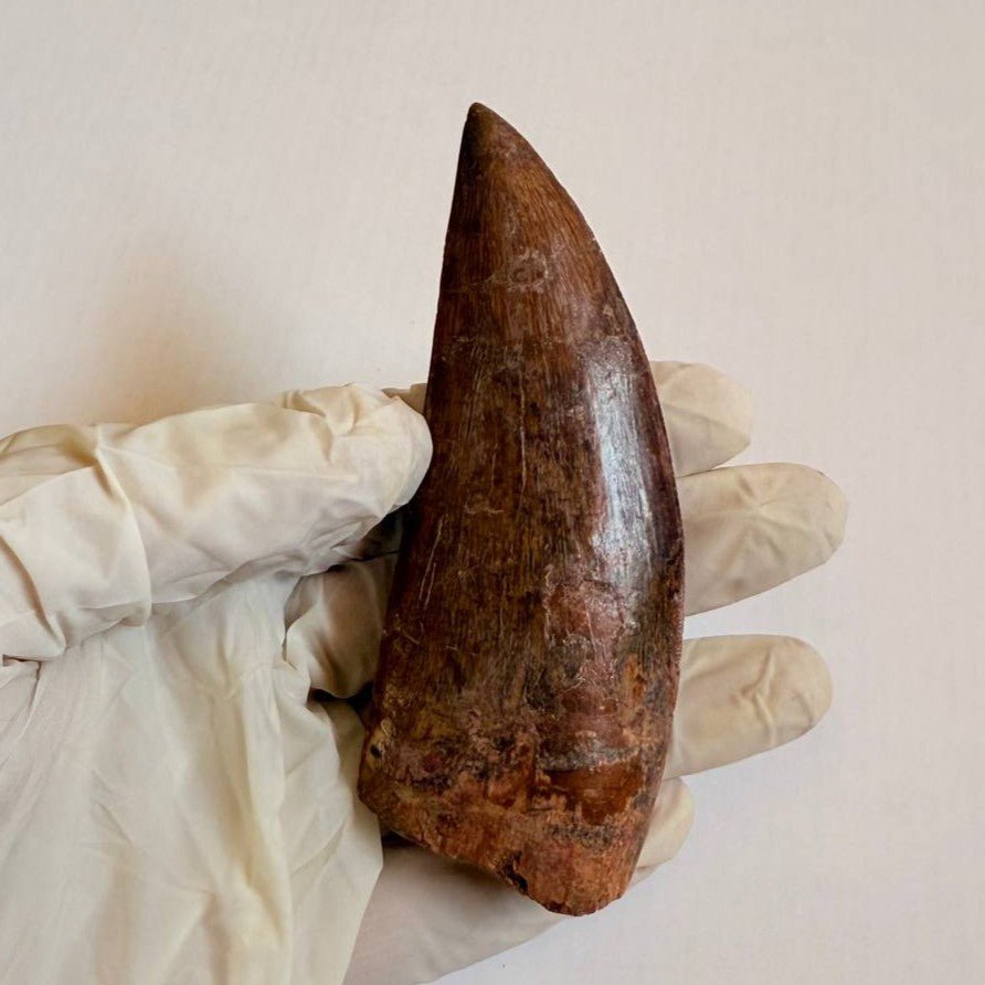 Carcharodontosaurus Fossil Tooth, 9.5 cm – AD-17019 - PaleoDeserts