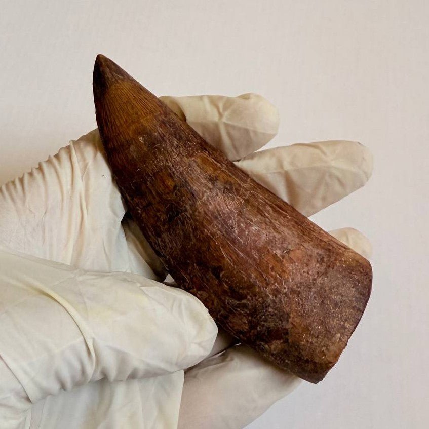 Carcharodontosaurus Fossil Tooth, 9.5 cm – AD-17019 - PaleoDeserts